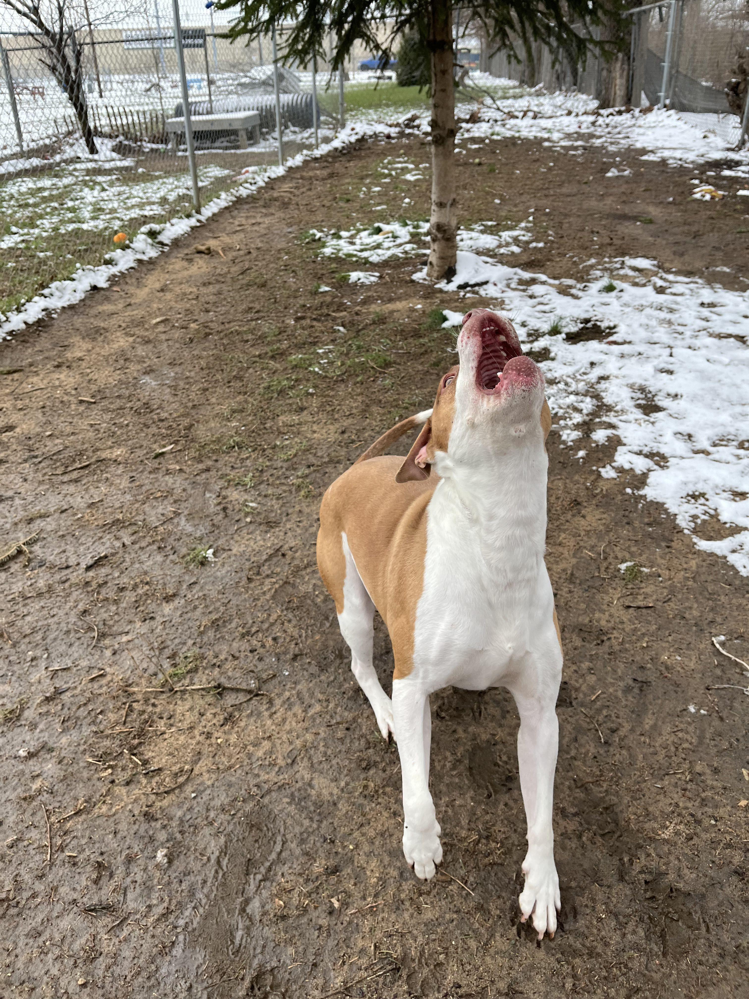 Enlarge Spike, an adoptable mixed breed in Mishawaka, IN image 4/6