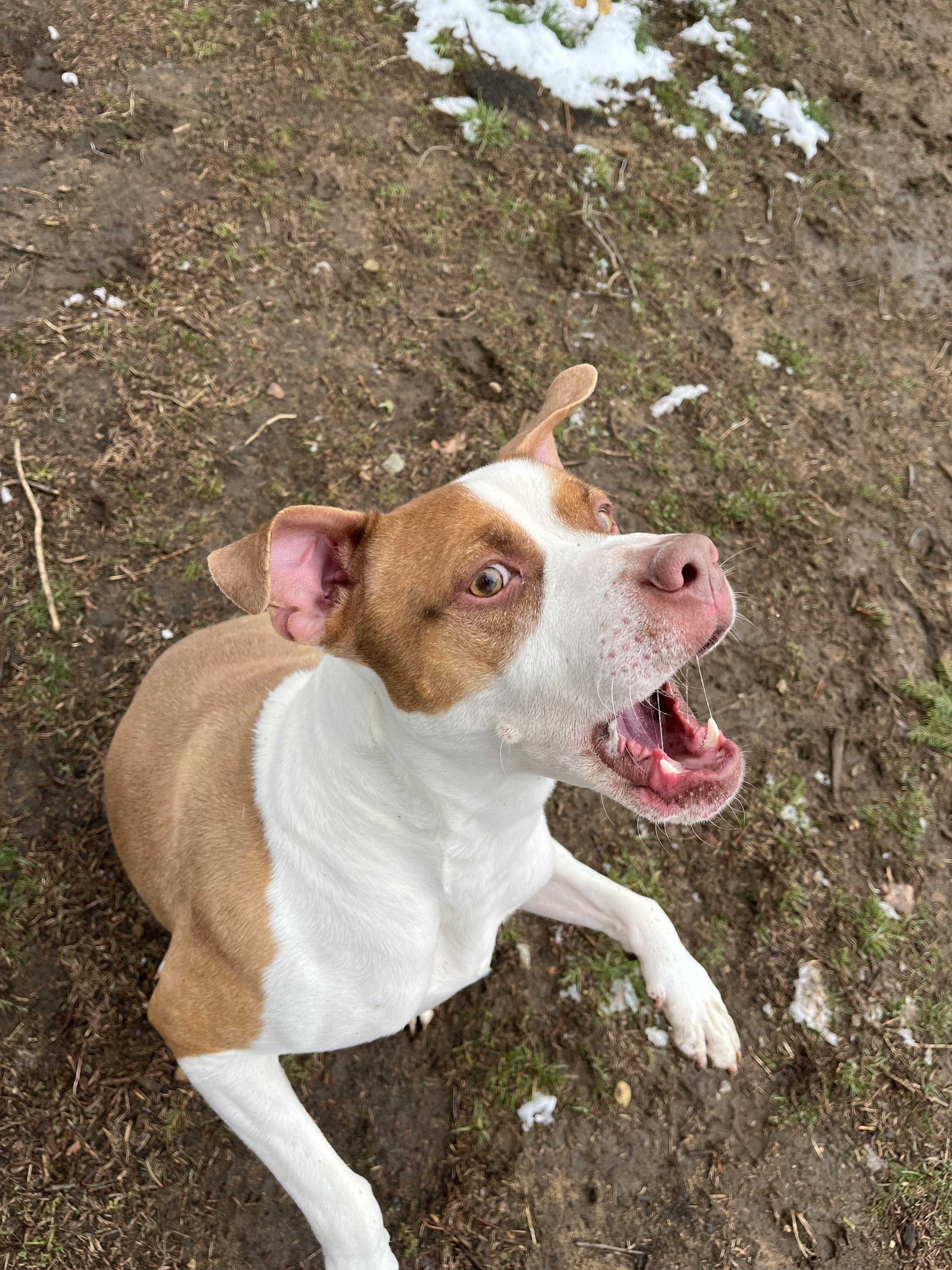 Enlarge Spike, an adoptable mixed breed in Mishawaka, IN image 6/6