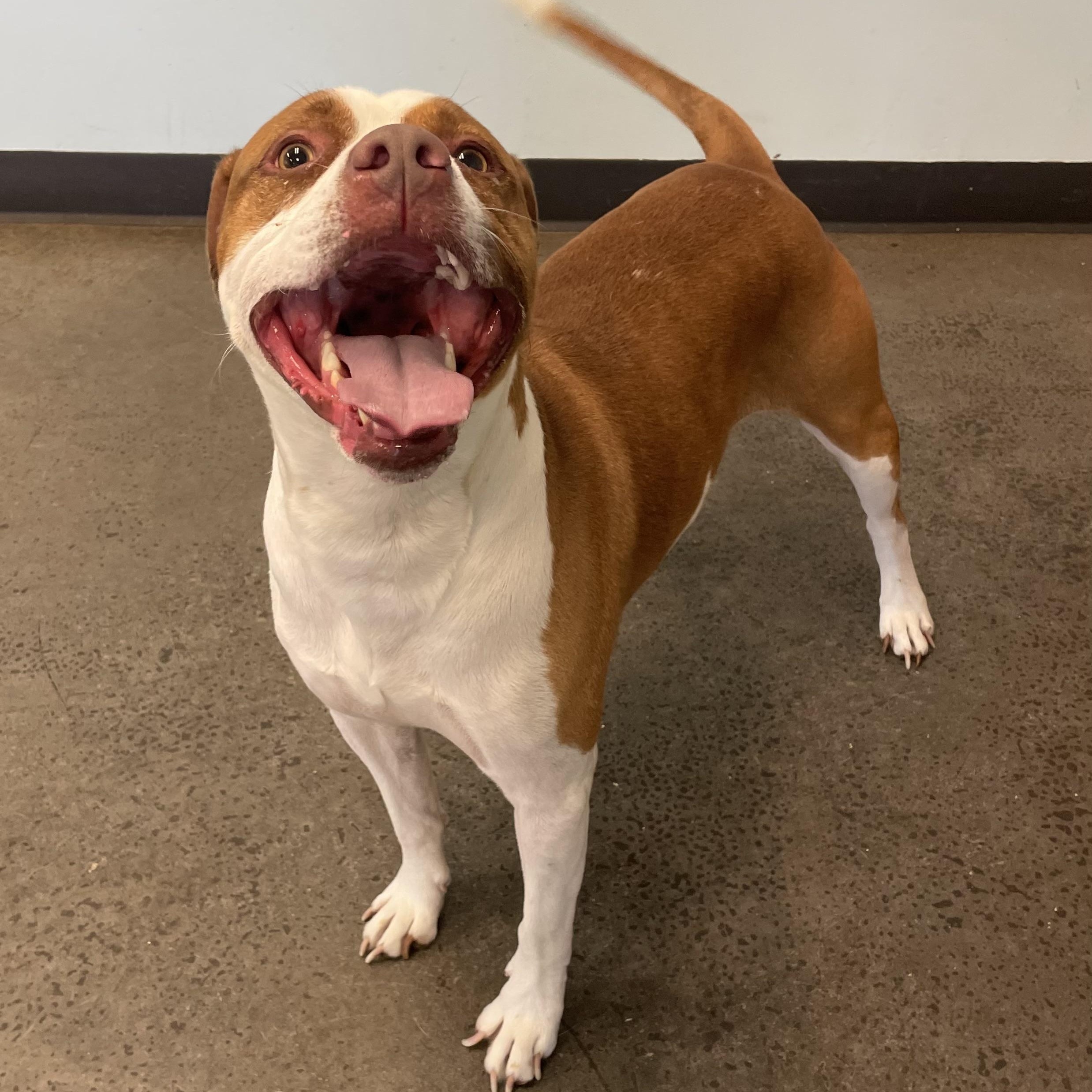 Pinocchio, Adoptable, Adult Male Mixed Breed.