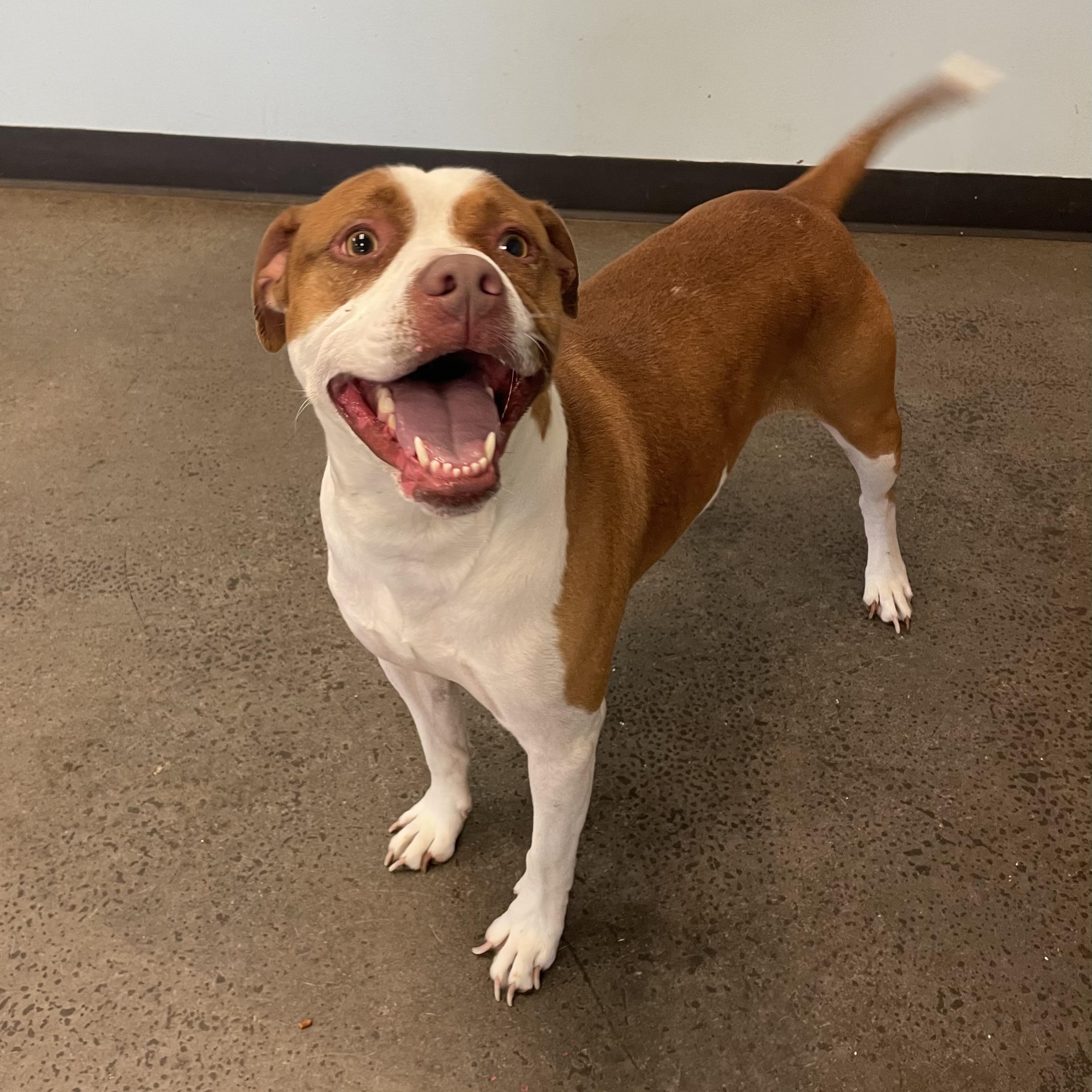 Enlarge Pinocchio, a Adoptable Mixed Breed in Mishawaka, IN image 4/6