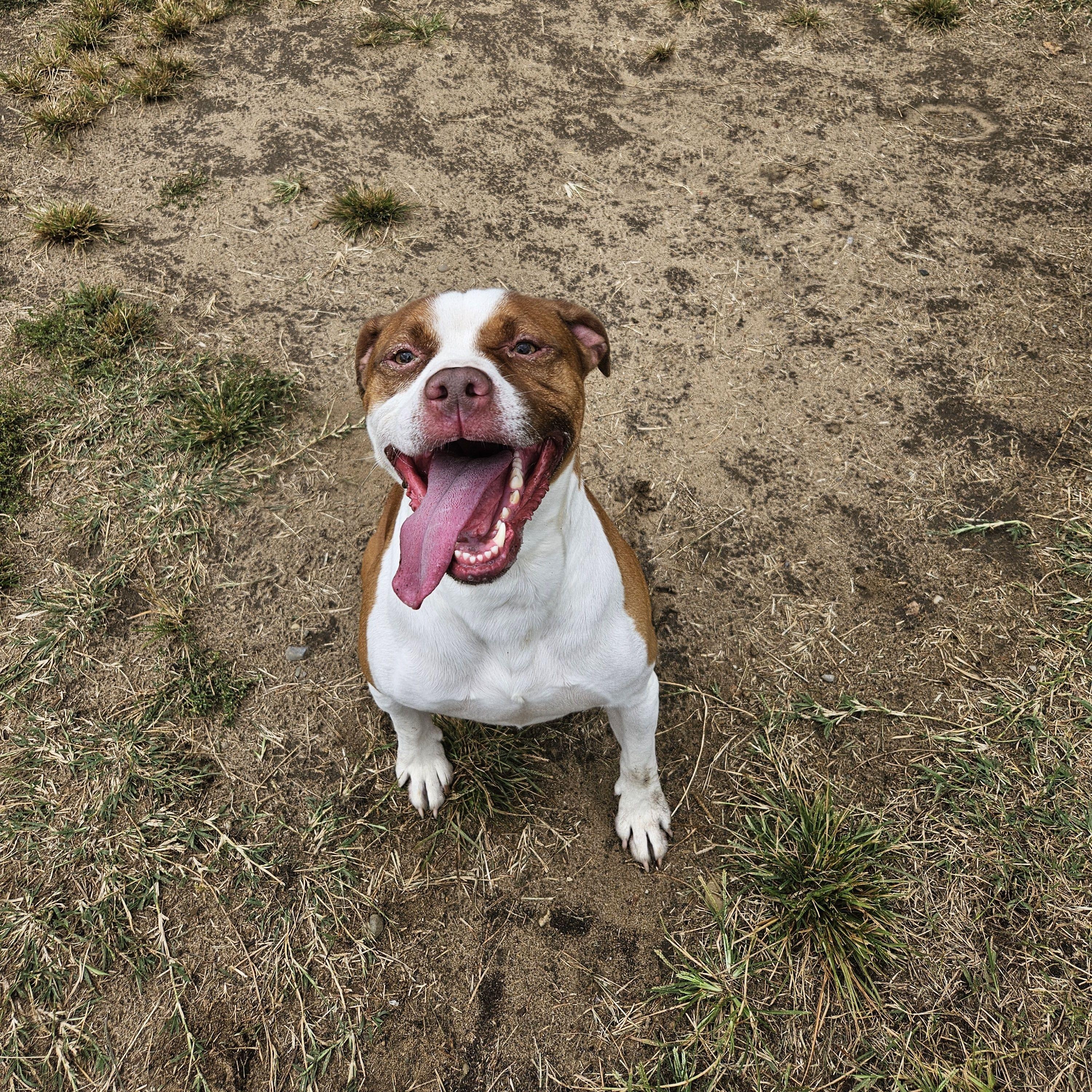 Enlarge Pinocchio, a Adoptable Mixed Breed in Mishawaka, IN image 1/6