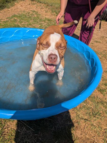 Spike, adoptable, Adult Male Mixed Breed.
