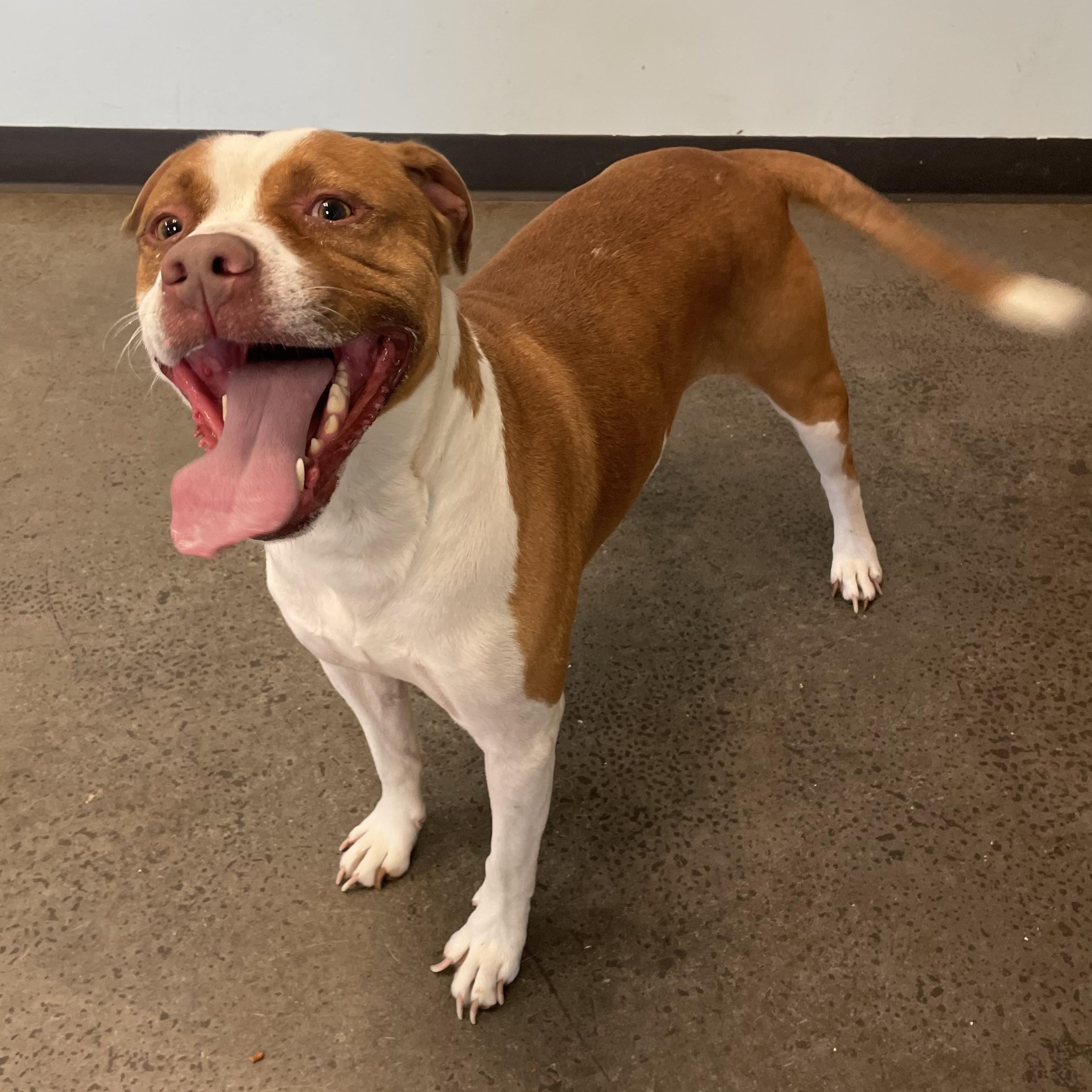 Enlarge Pinocchio, a Adoptable Mixed Breed in Mishawaka, IN image 5/6