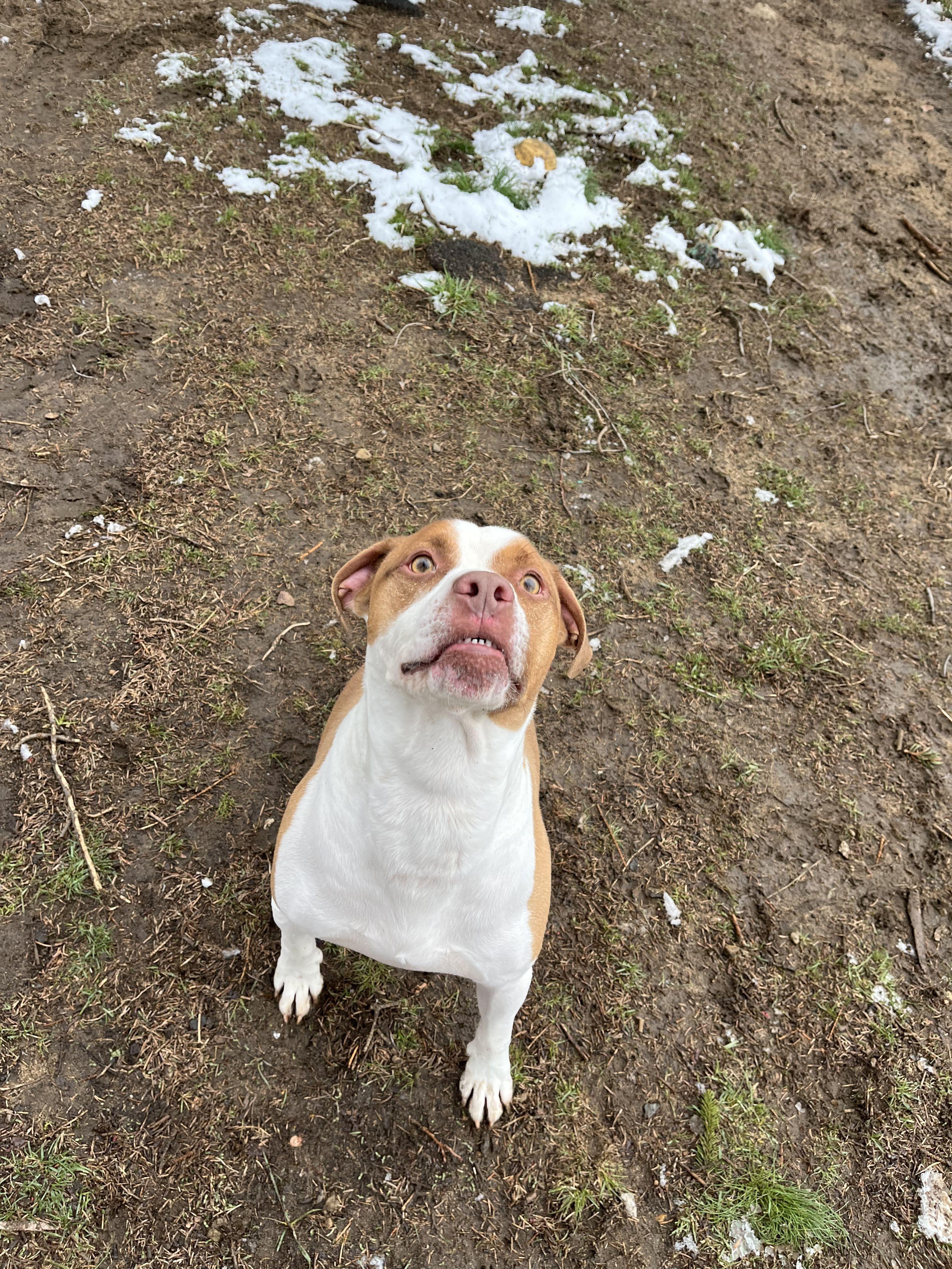 Enlarge Spike, an adoptable mixed breed in Mishawaka, IN image 3/6
