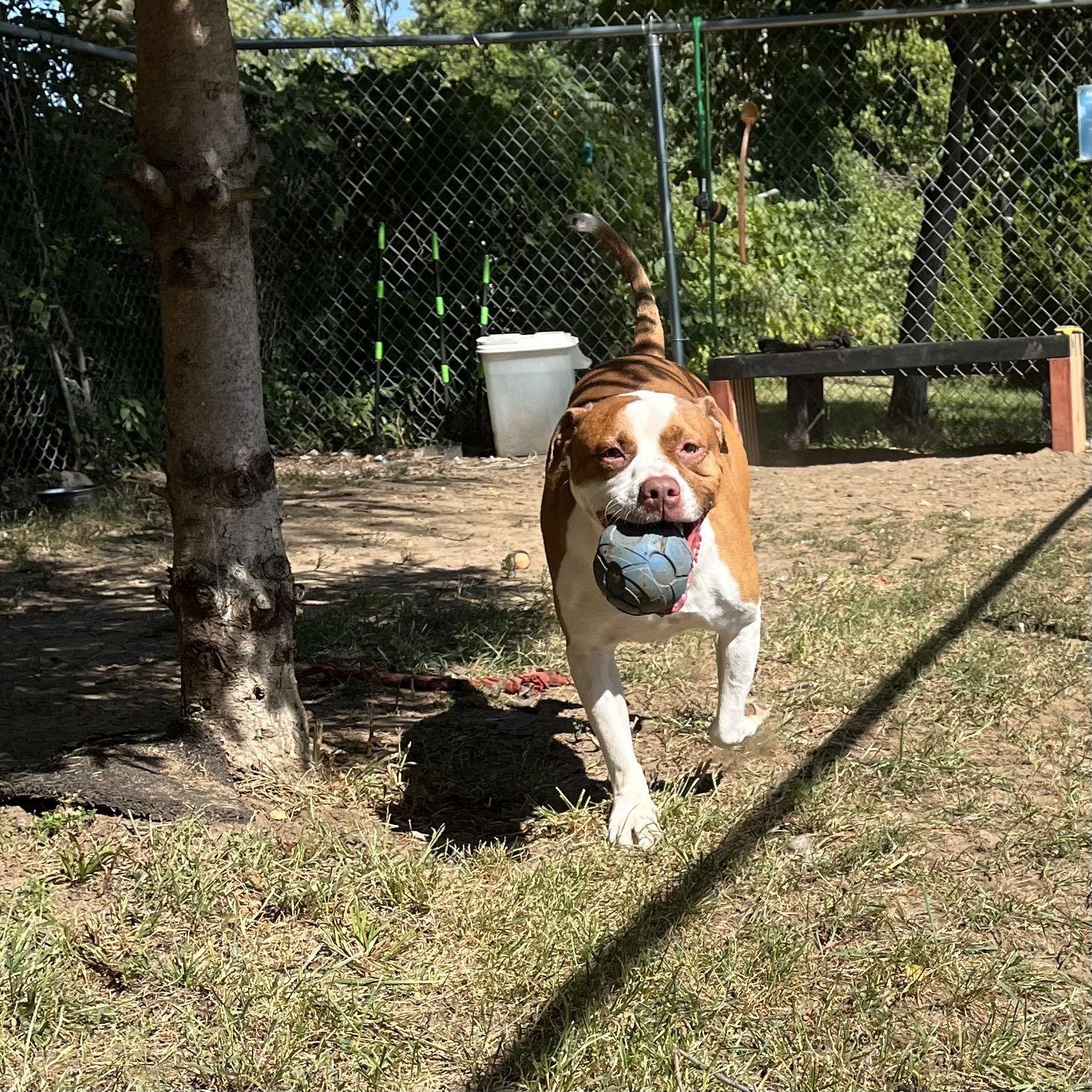 Enlarge Pinocchio, a Adoptable Mixed Breed in Mishawaka, IN image 2/6