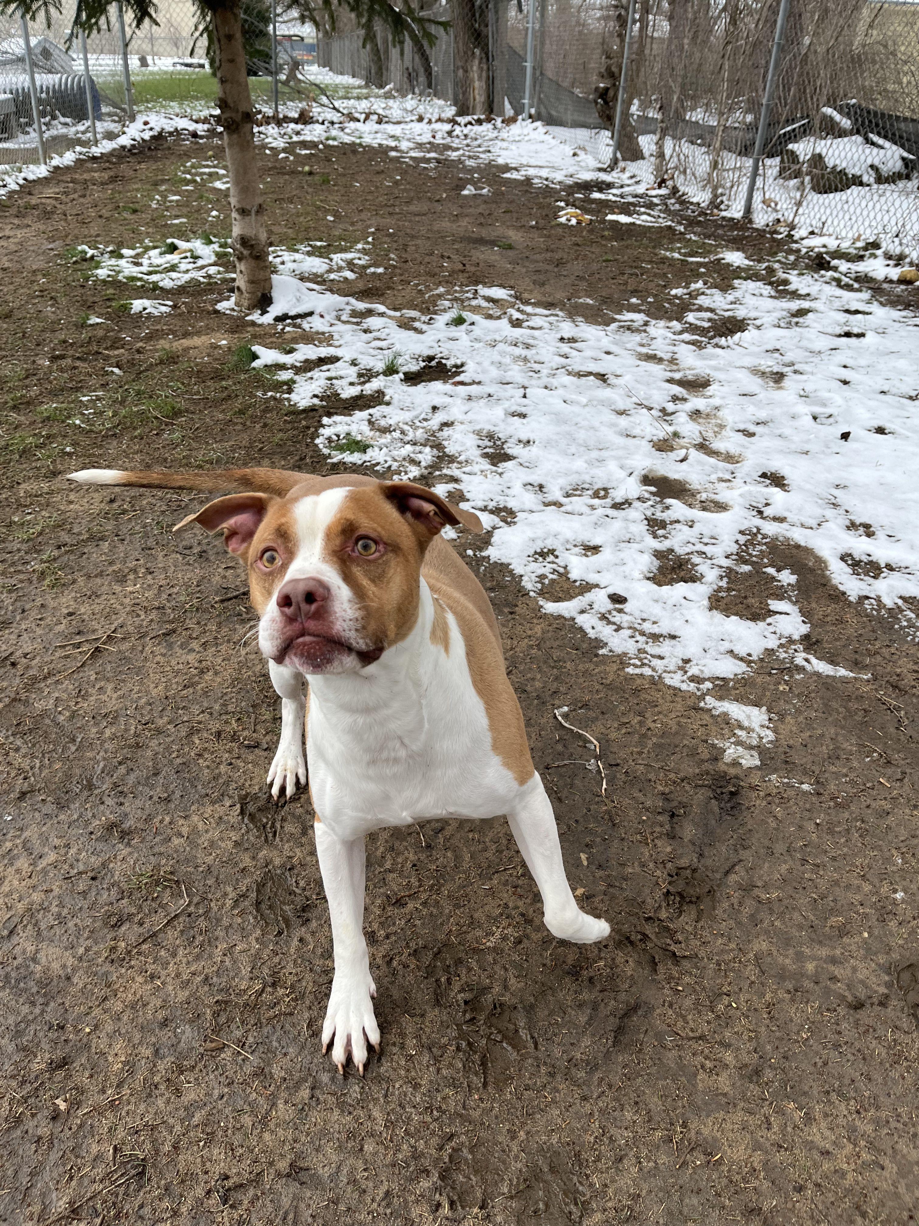 Enlarge Spike, an adoptable mixed breed in Mishawaka, IN image 5/6