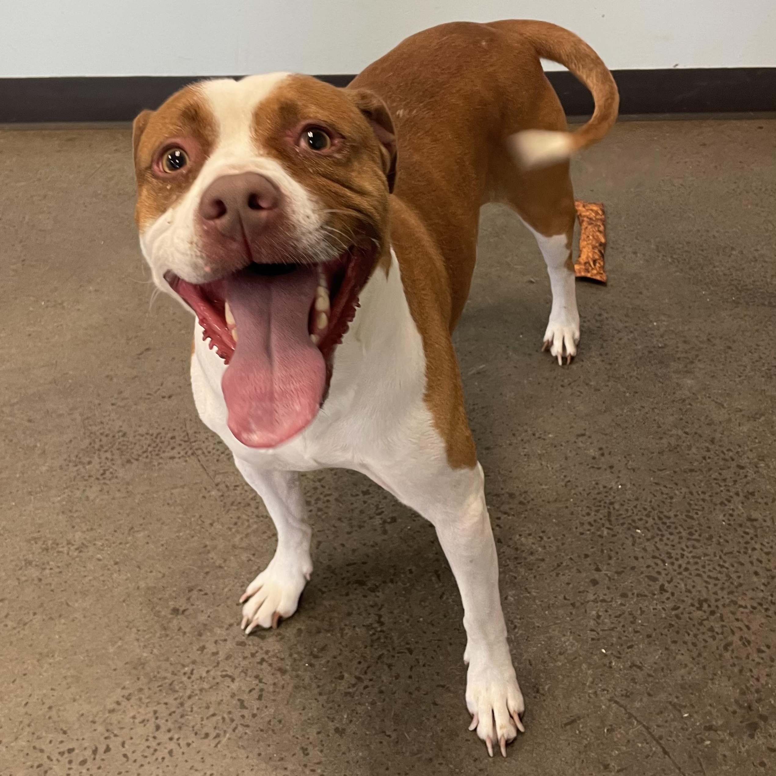 Enlarge Pinocchio, a Adoptable Mixed Breed in Mishawaka, IN image 6/6