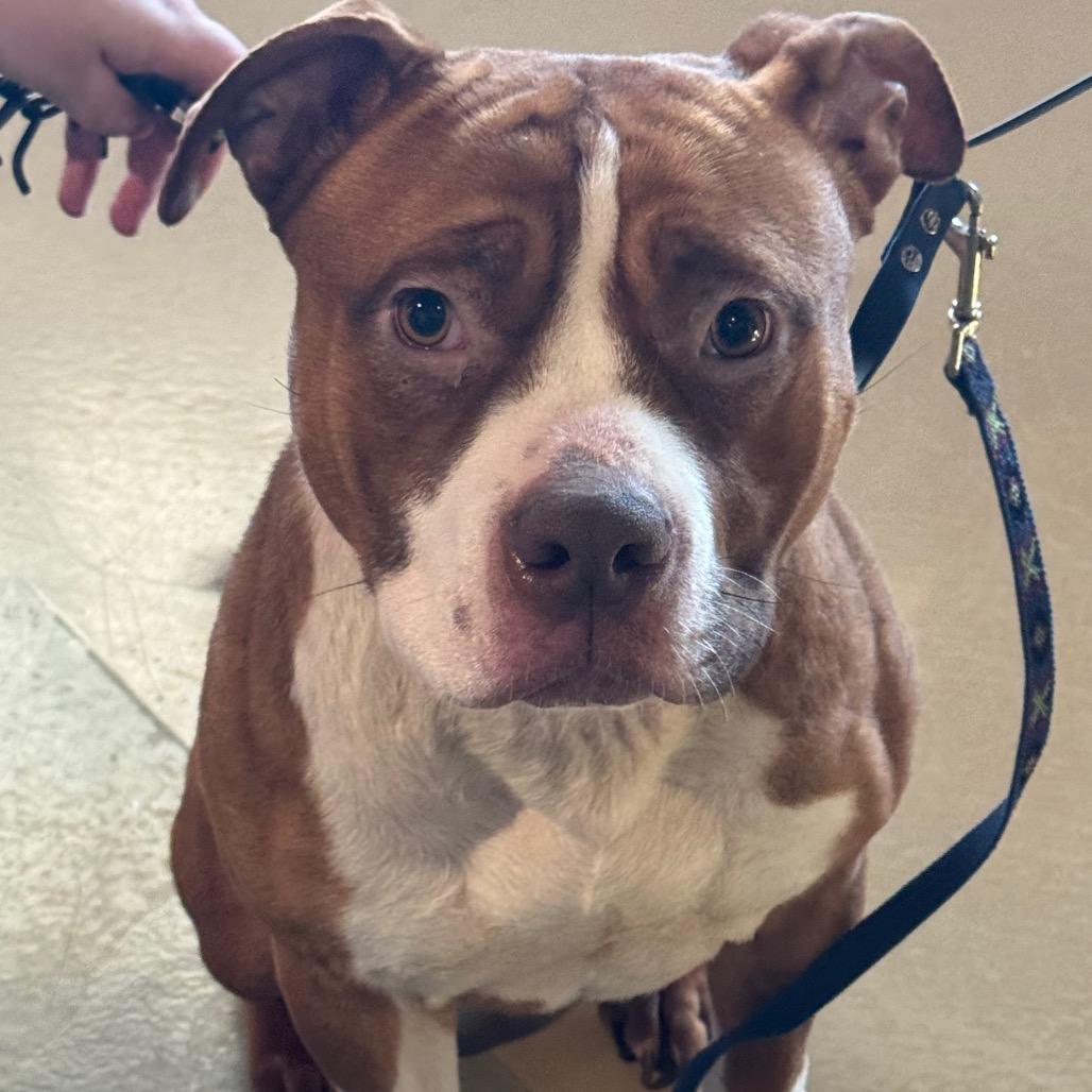 Diesel, Adoptable, Adult Male Mixed Breed.