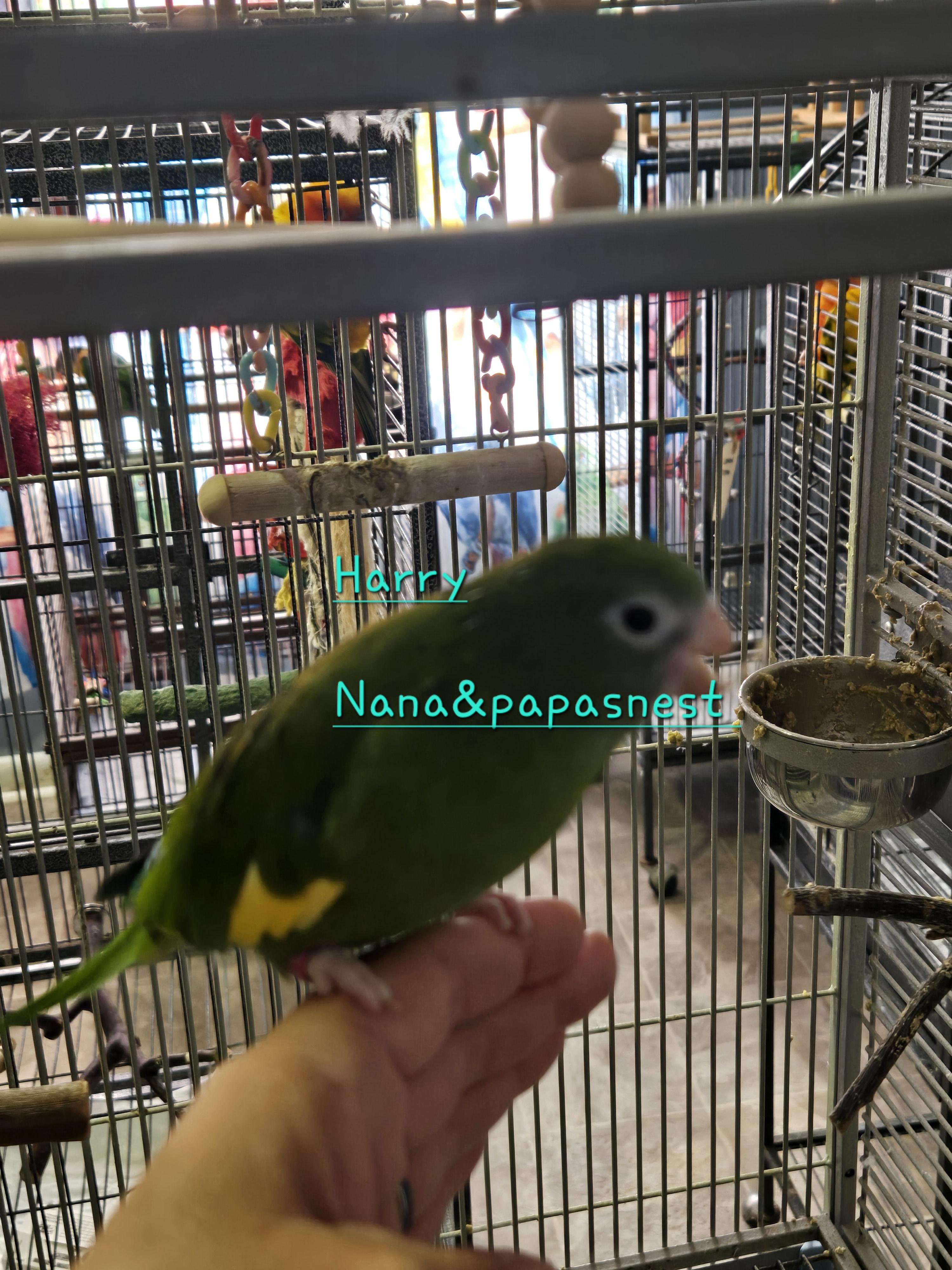 Enlarge Harry, a ADOPTABLE Parrot (Other) in Wakefield, VA image 1/1