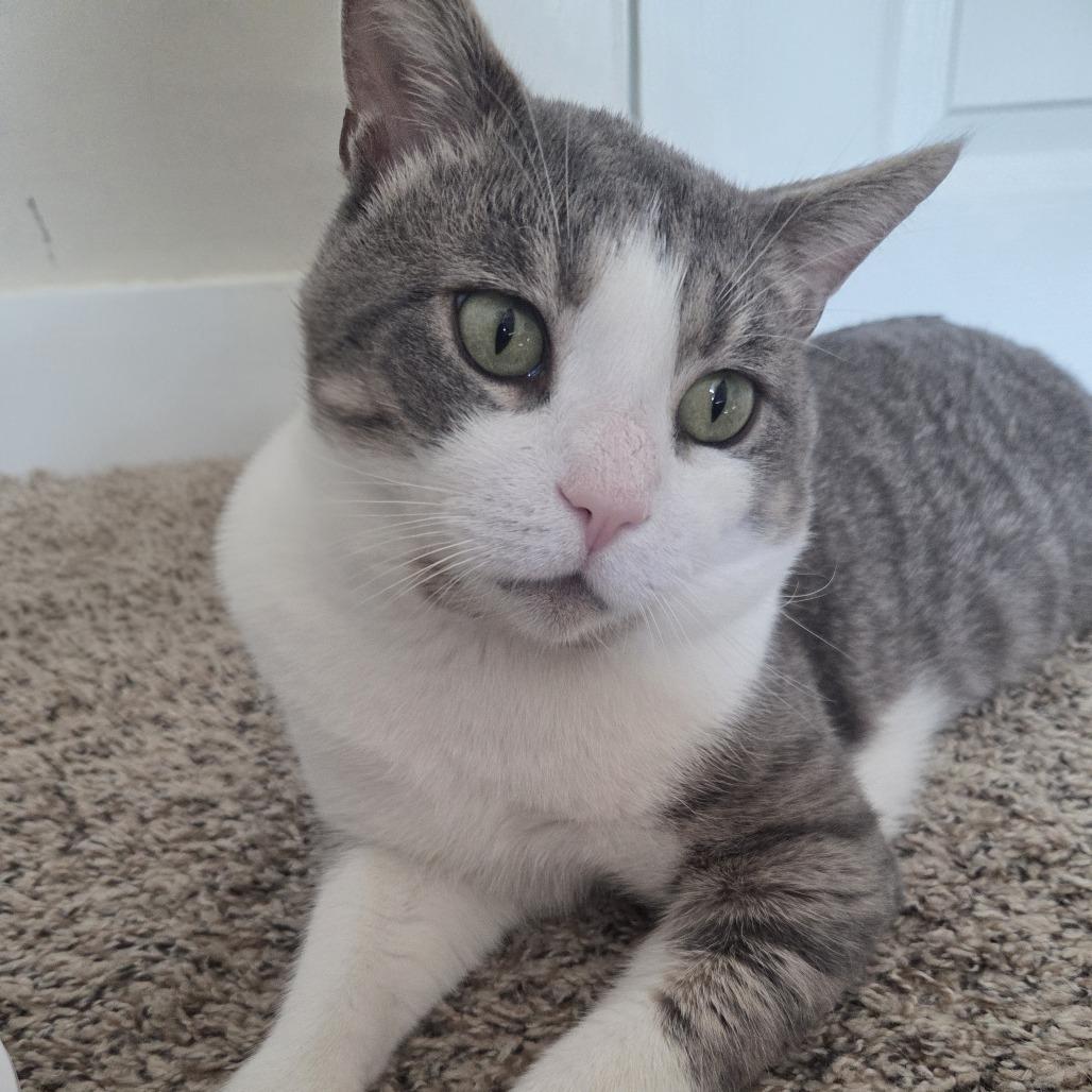 Enlarge Amos, a Adoptable Domestic Short Hair in Pikesville, MD image 2/5
