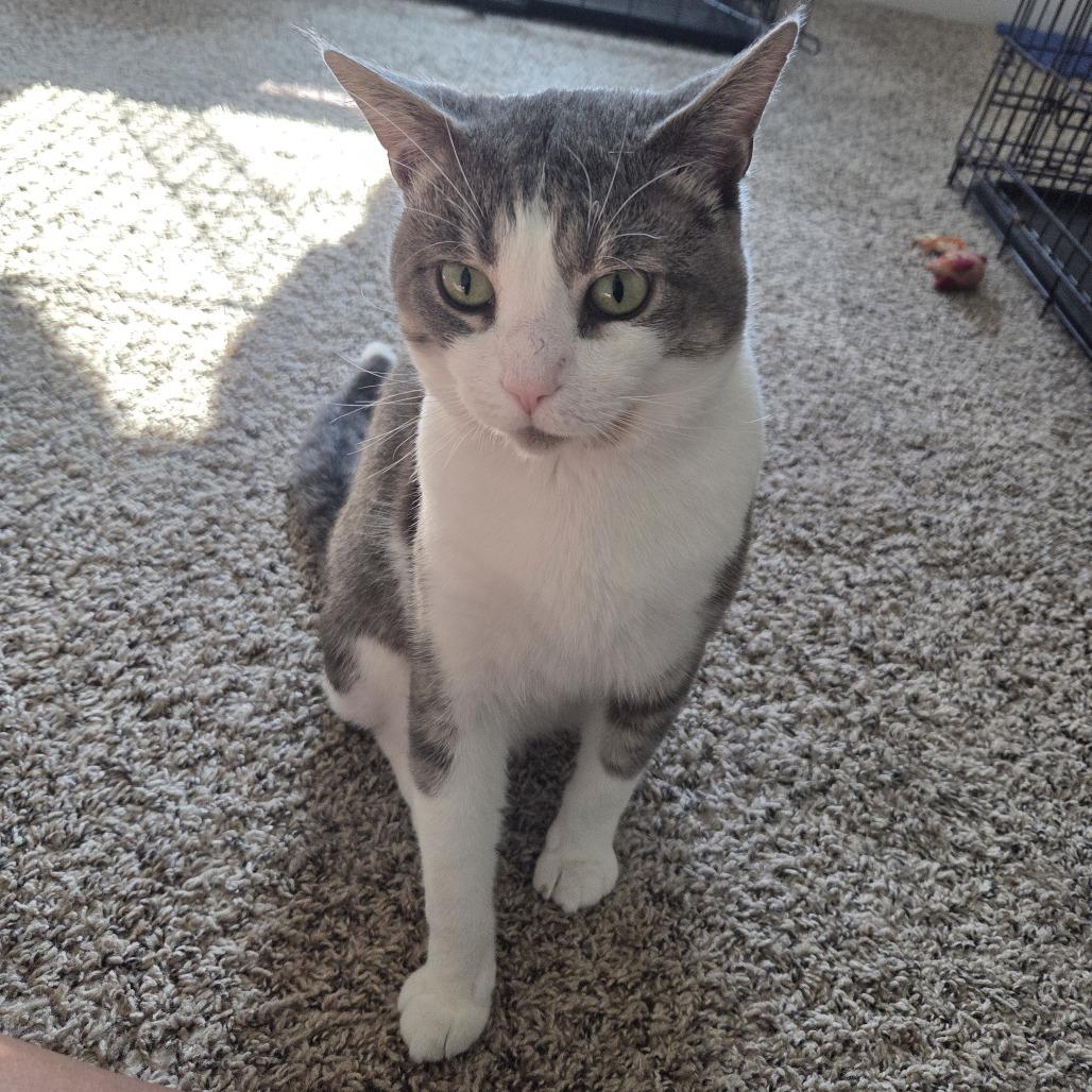Enlarge Amos, a Adoptable Domestic Short Hair in Pikesville, MD image 3/5