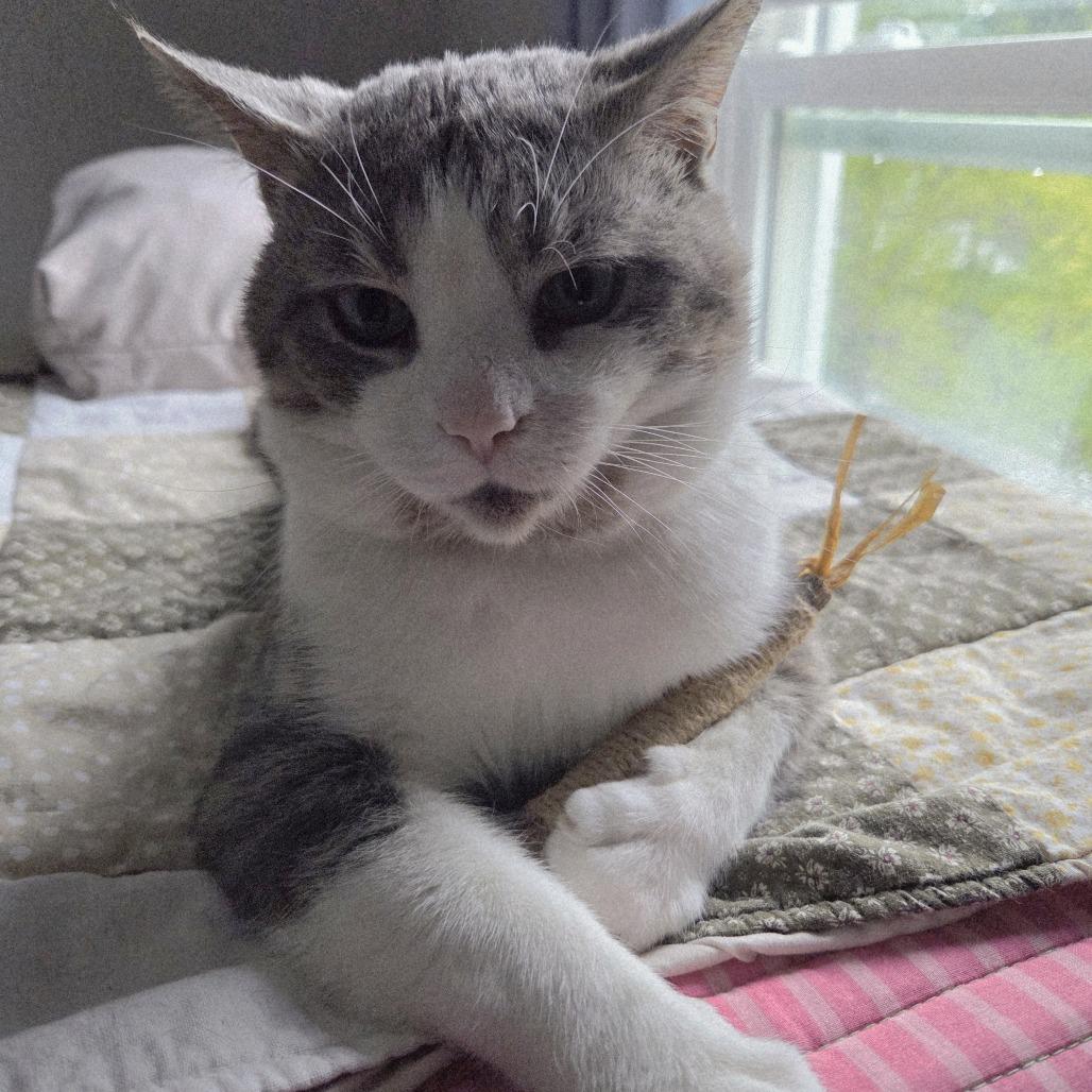 Enlarge Amos, a Adoptable Domestic Short Hair in Pikesville, MD image 4/5