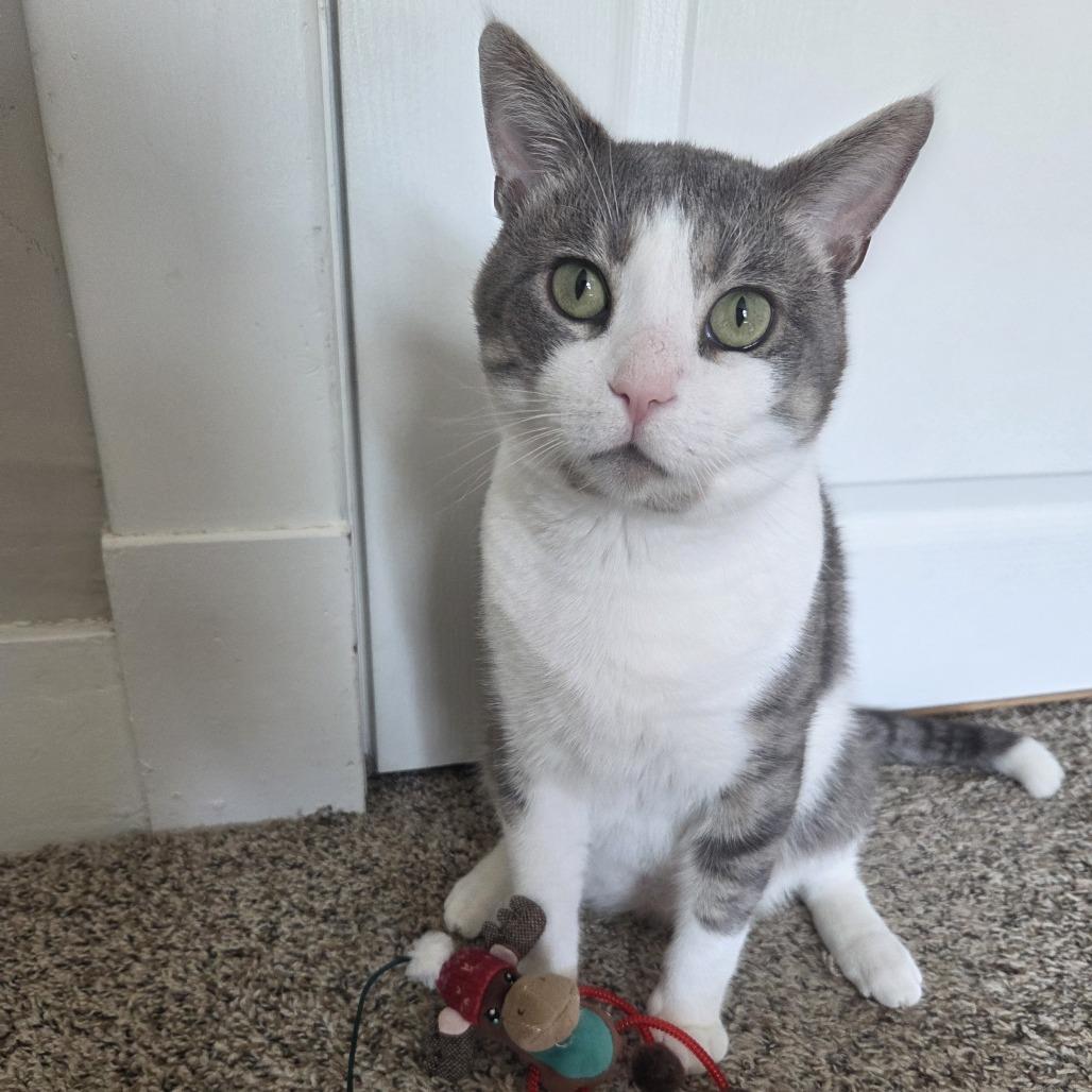 Enlarge Amos, a Adoptable Domestic Short Hair in Pikesville, MD image 1/5