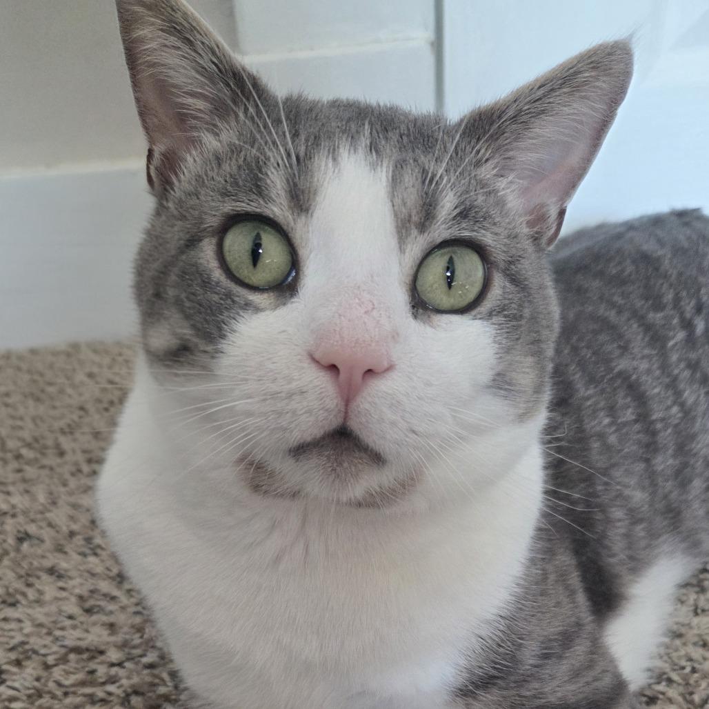 Enlarge Amos, a Adoptable Domestic Short Hair in Pikesville, MD image 5/5