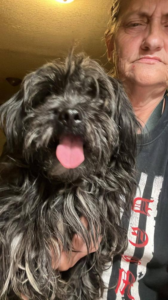 Enlarge Scruffy, a Adoptable mixed breed in Santa Rosa, CA image 1/2