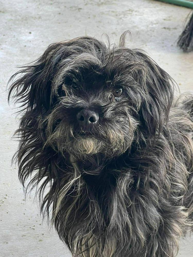 Enlarge Scruffy, a Adoptable mixed breed in Santa Rosa, CA image 2/2