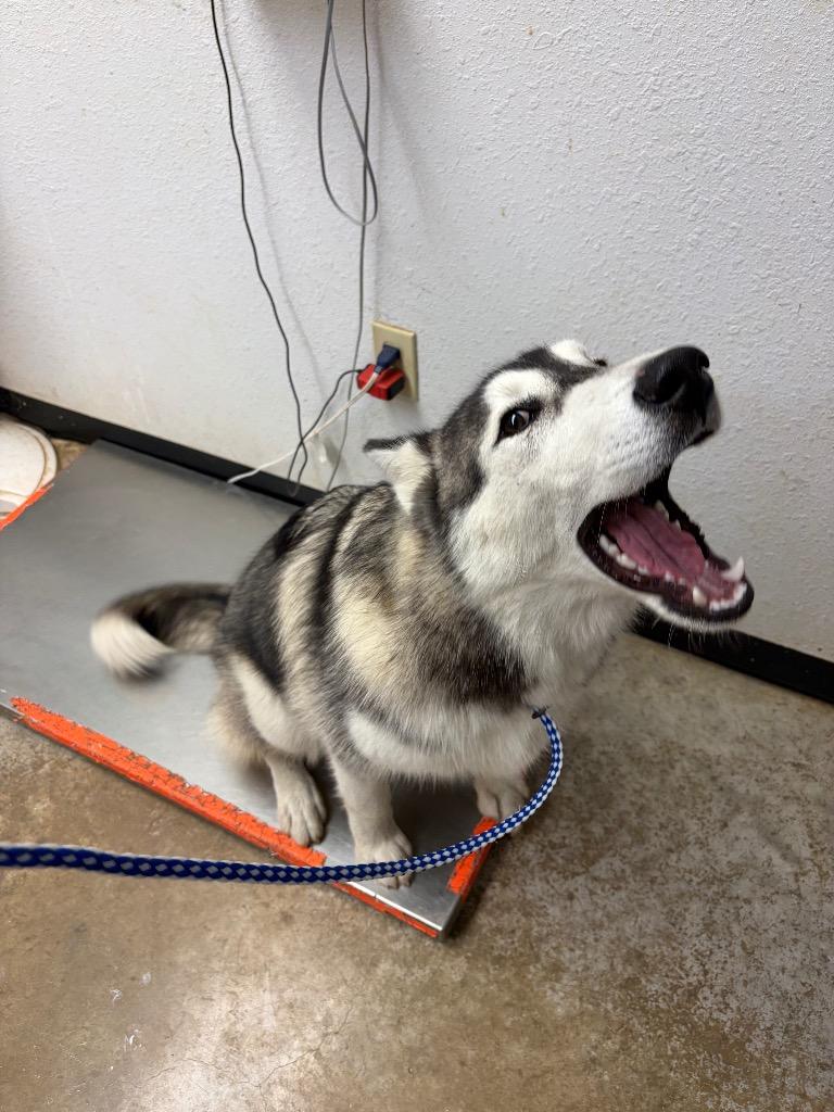 Enlarge Benson, a Adoptable Husky in Lockhart, TX image 1/2