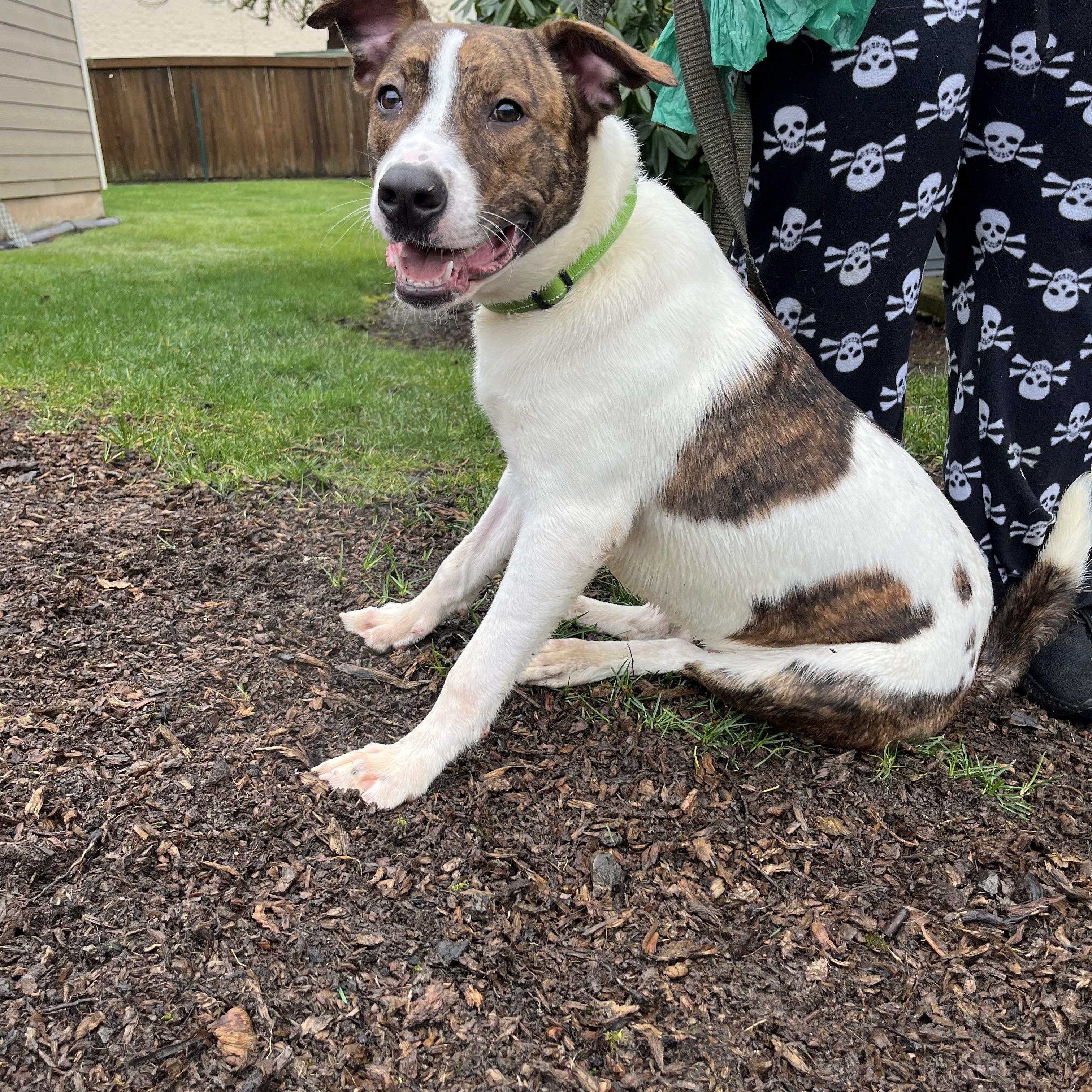 Enlarge BOWSER, a ADOPTABLE mixed breed in Portland , OR image 3/6