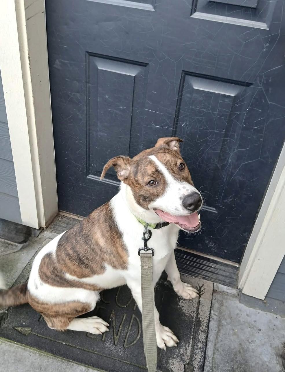 BOWSER, ADOPTABLE, Young Male Labrador Retriever & Shepherd.