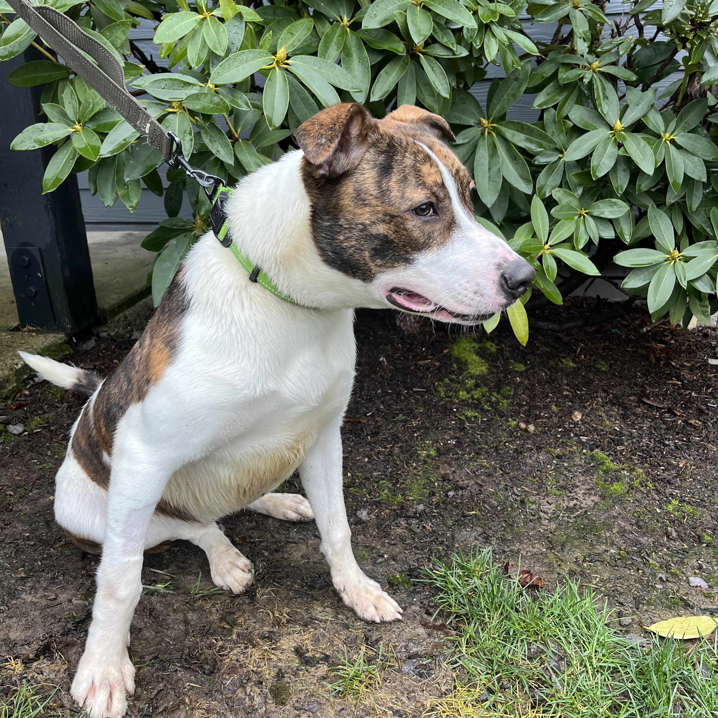 Enlarge BOWSER, a ADOPTABLE mixed breed in Portland , OR image 6/6
