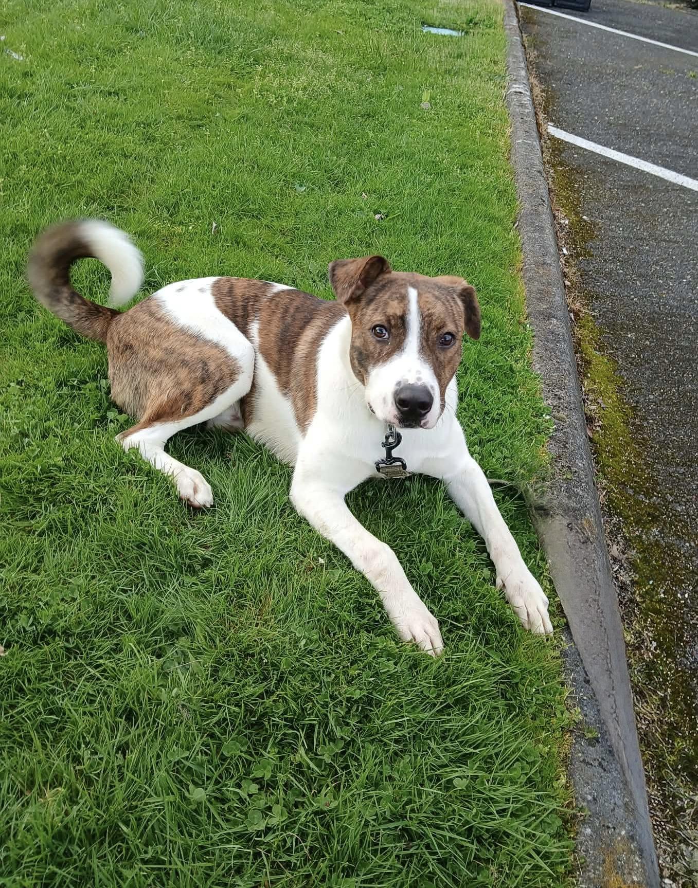 BOWSER, ADOPTABLE, Young Male Labrador Retriever & Shepherd.