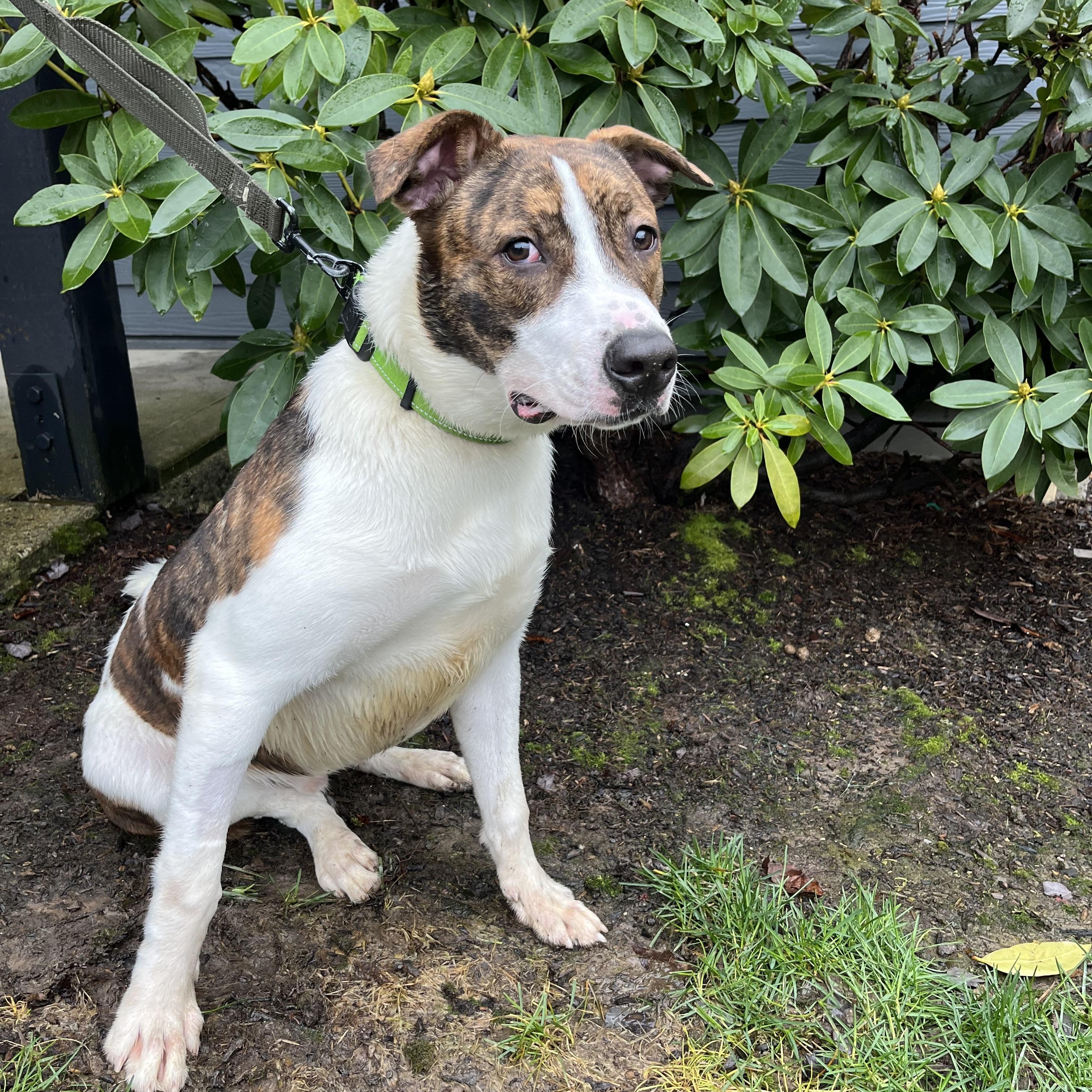Enlarge BOWSER, a ADOPTABLE mixed breed in Portland , OR image 5/6