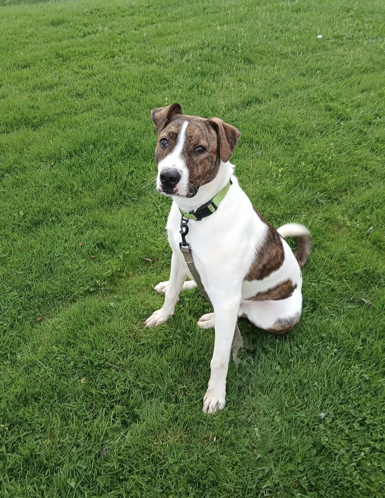 Enlarge BOWSER, a ADOPTABLE mixed breed in Portland , OR image 2/6