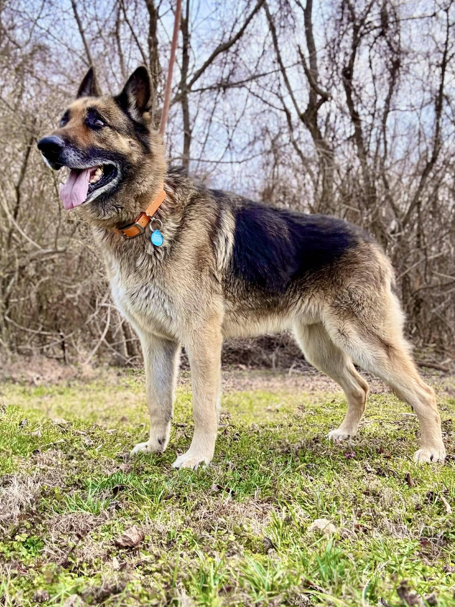 DAKOTA, ADOPTABLE, Senior Male German Shepherd Dog.