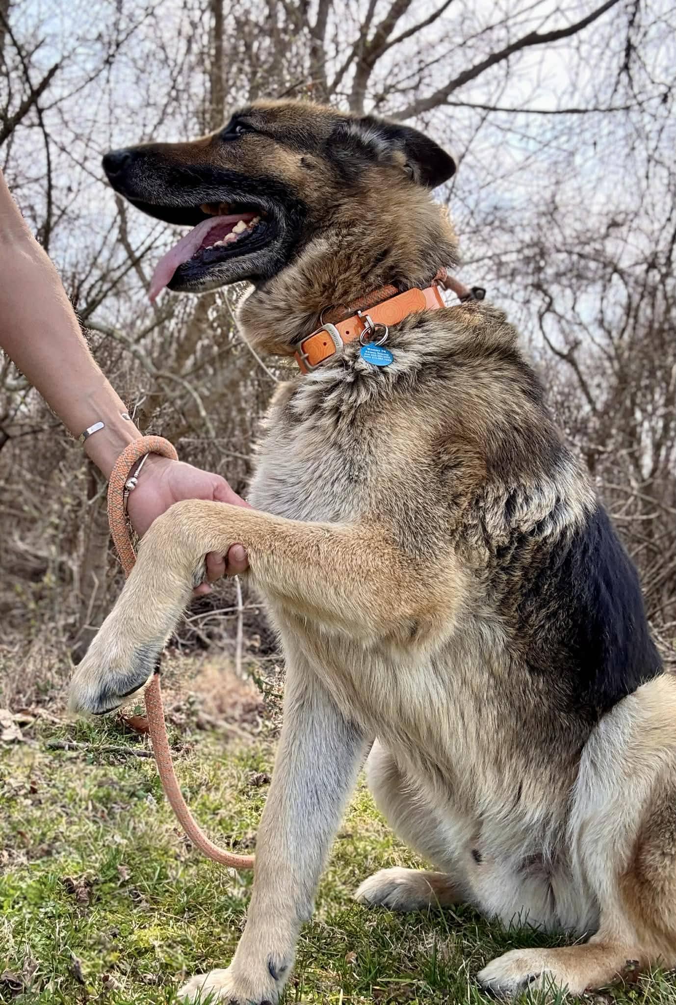 Enlarge DAKOTA, a ADOPTABLE German Shepherd Dog in Waverly, TN image 3/3