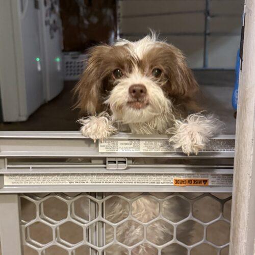 Nashville, Adoptable, Puppy Female Terrier & Mixed Breed.