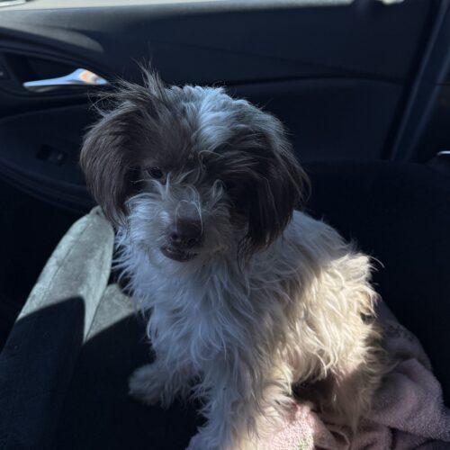 Enlarge Nashville, a Adoptable mixed breed in Broken Arrow, OK image 2/5
