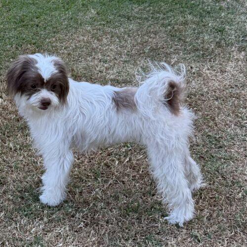 Enlarge Nashville, a Adoptable mixed breed in Broken Arrow, OK image 3/5