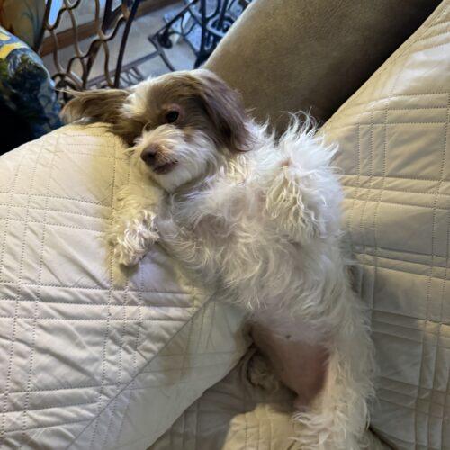 Enlarge Nashville, a Adoptable mixed breed in Broken Arrow, OK image 4/5