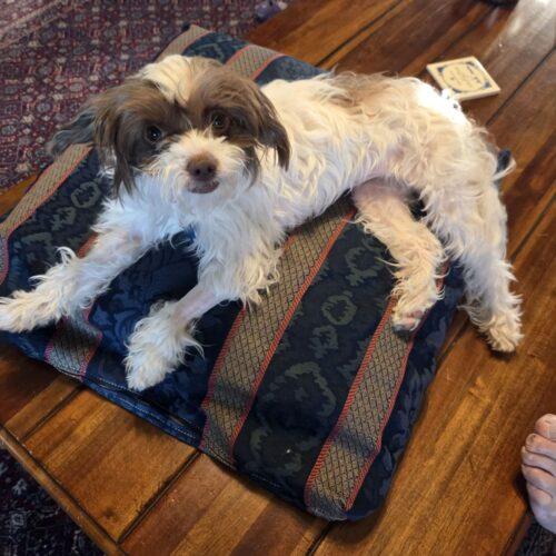Enlarge Nashville, a Adoptable mixed breed in Broken Arrow, OK image 5/5