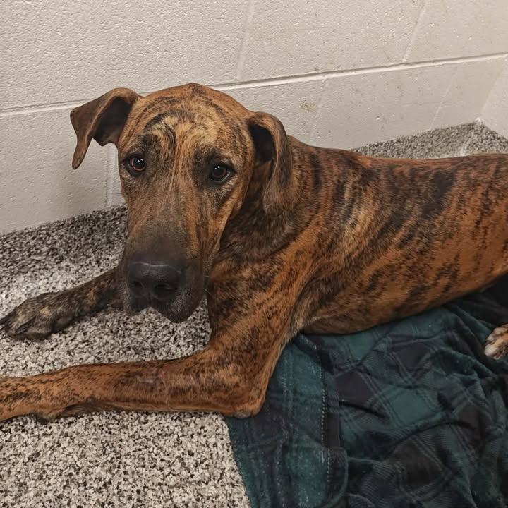 Bruno, Adopted, Young Male Great Dane.