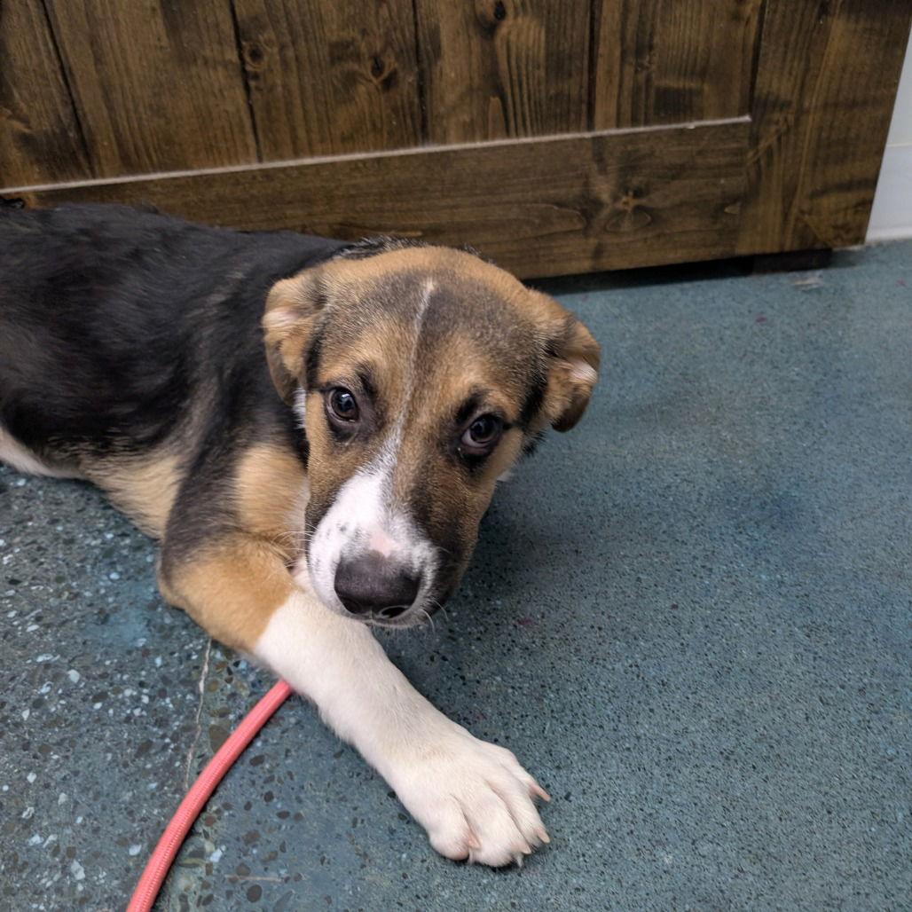 Enlarge DOLLY, a Adopted mixed breed in Chico, CA image 1/1