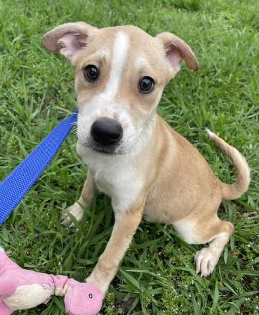 Enlarge Hayley, a ADOPTABLE mixed breed in Memphis, TN image 5/5
