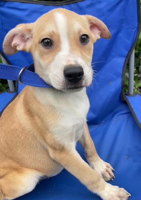 Enlarge Hayley, a ADOPTABLE mixed breed in Memphis, TN image 3/5