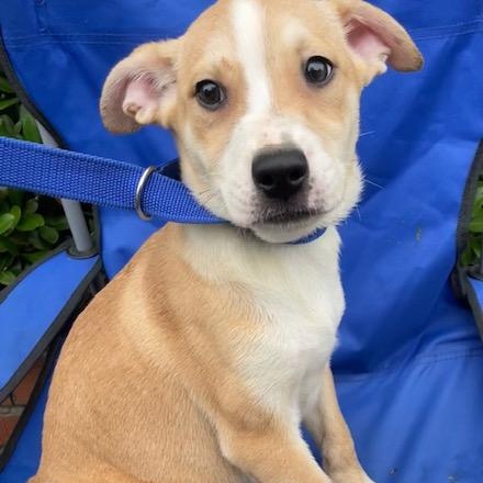 Hayley, ADOPTABLE, Young Female Husky & Labrador Retriever.