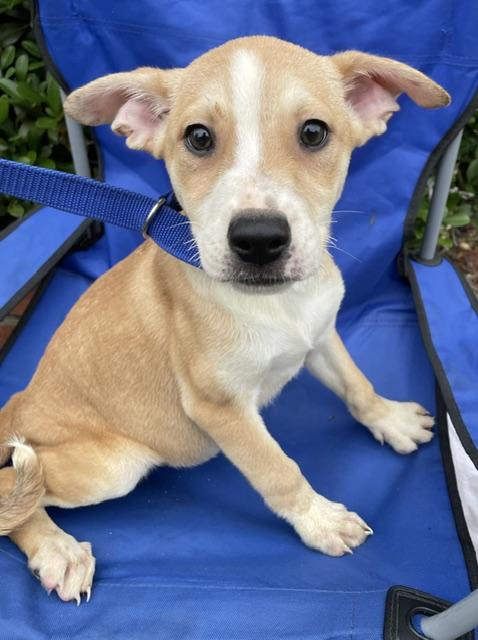 Enlarge Hayley, a ADOPTABLE mixed breed in Memphis, TN image 4/5