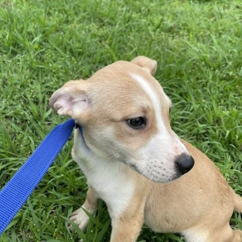 Enlarge Hayley, a ADOPTABLE mixed breed in Memphis, TN image 2/5