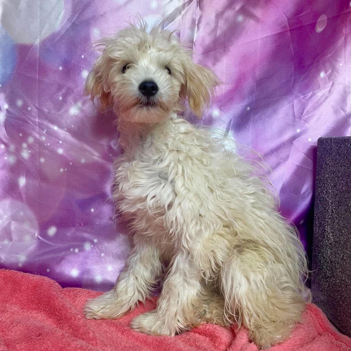 Sadie, ADOPTABLE, Puppy Female Maltese & Miniature Poodle.