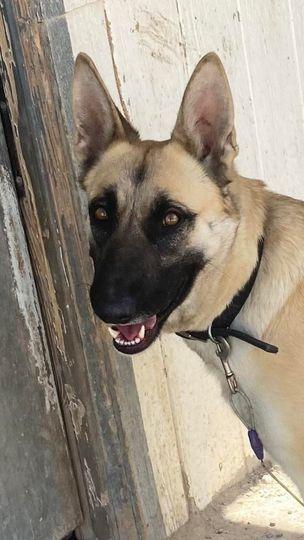 Enlarge Sandy, a Adoptable Belgian Shepherd / Malinois in Pahrump, NV image 1/5
