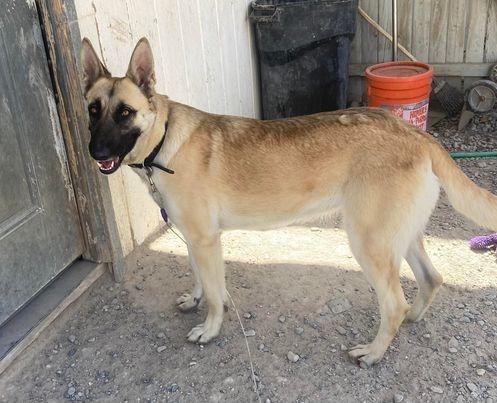 Enlarge Sandy, a Adoptable Belgian Shepherd / Malinois in Pahrump, NV image 2/5