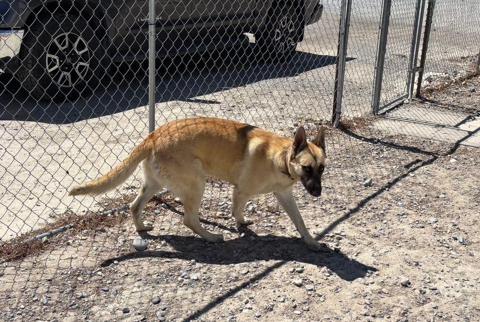 Enlarge Sandy, a Adoptable Belgian Shepherd / Malinois in Pahrump, NV image 3/5