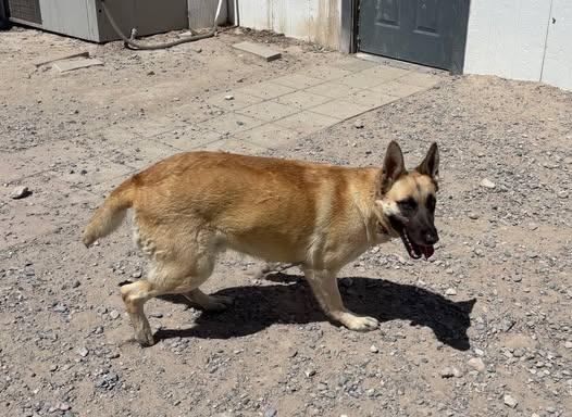 Enlarge Sandy, a Adoptable Belgian Shepherd / Malinois in Pahrump, NV image 4/5