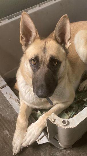 Enlarge Sandy, a Adoptable Belgian Shepherd / Malinois in Pahrump, NV image 5/5