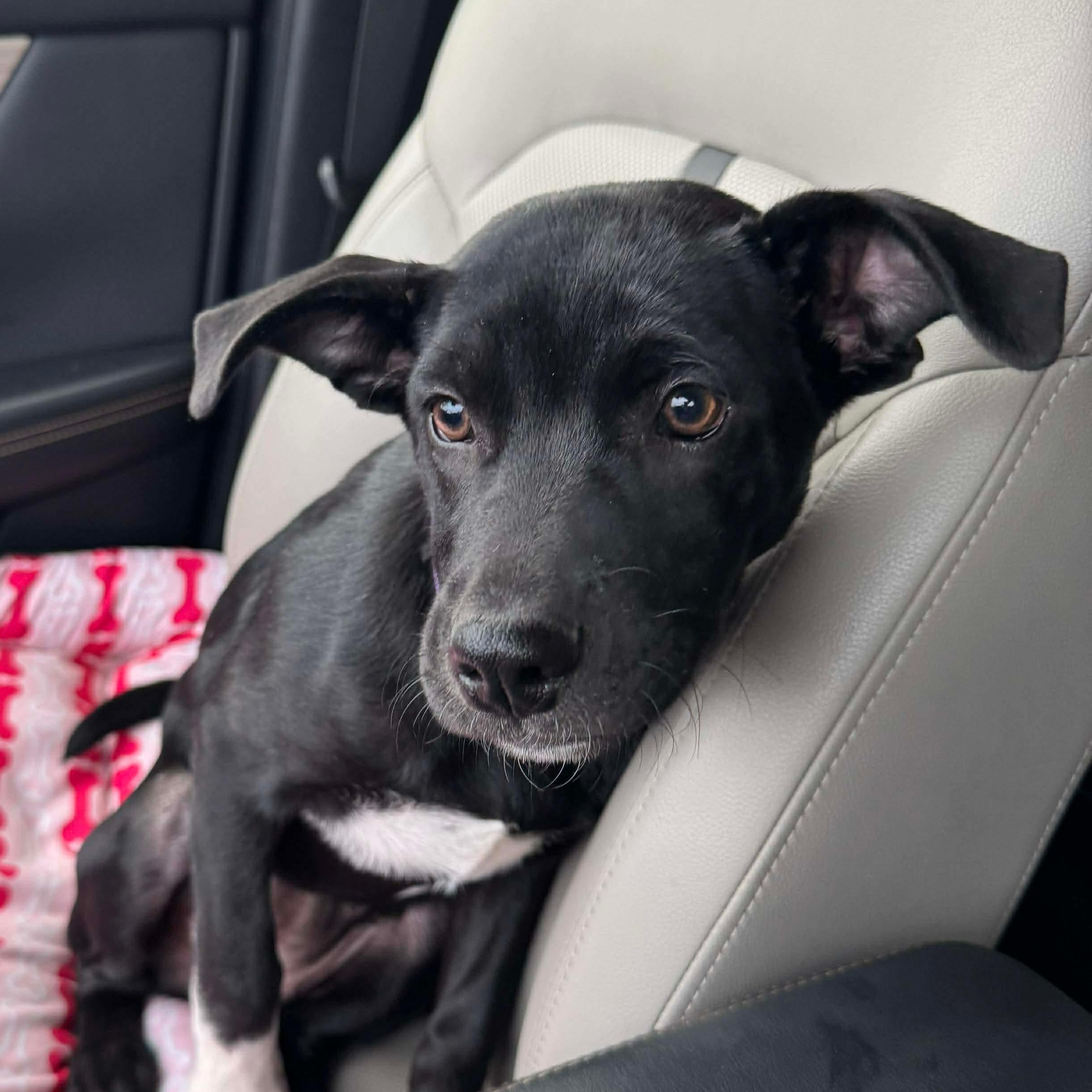 Enlarge Paulette, an adopted mixed breed in Staunton, VA image 2/6