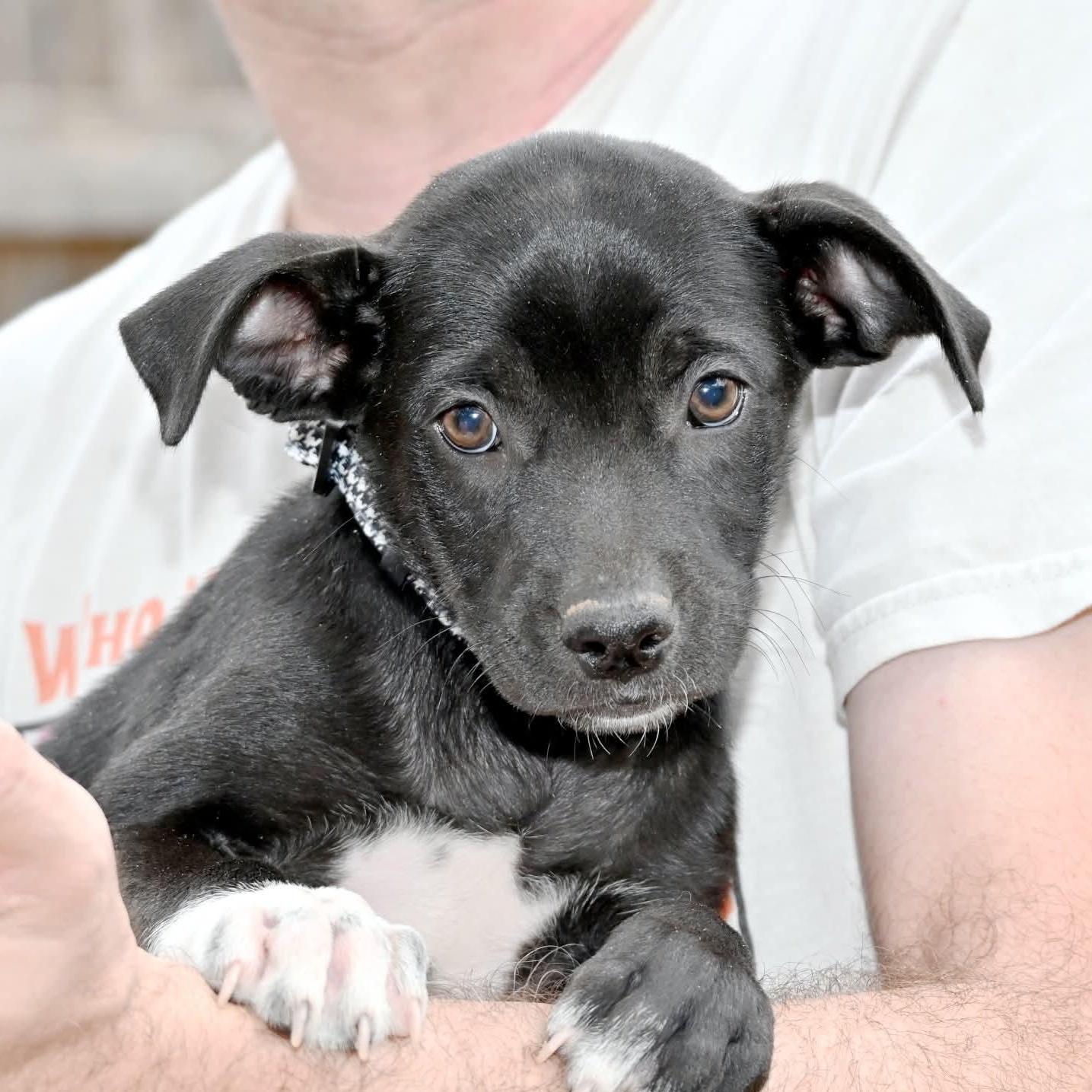 Enlarge Paulette, an adopted mixed breed in Staunton, VA image 3/6