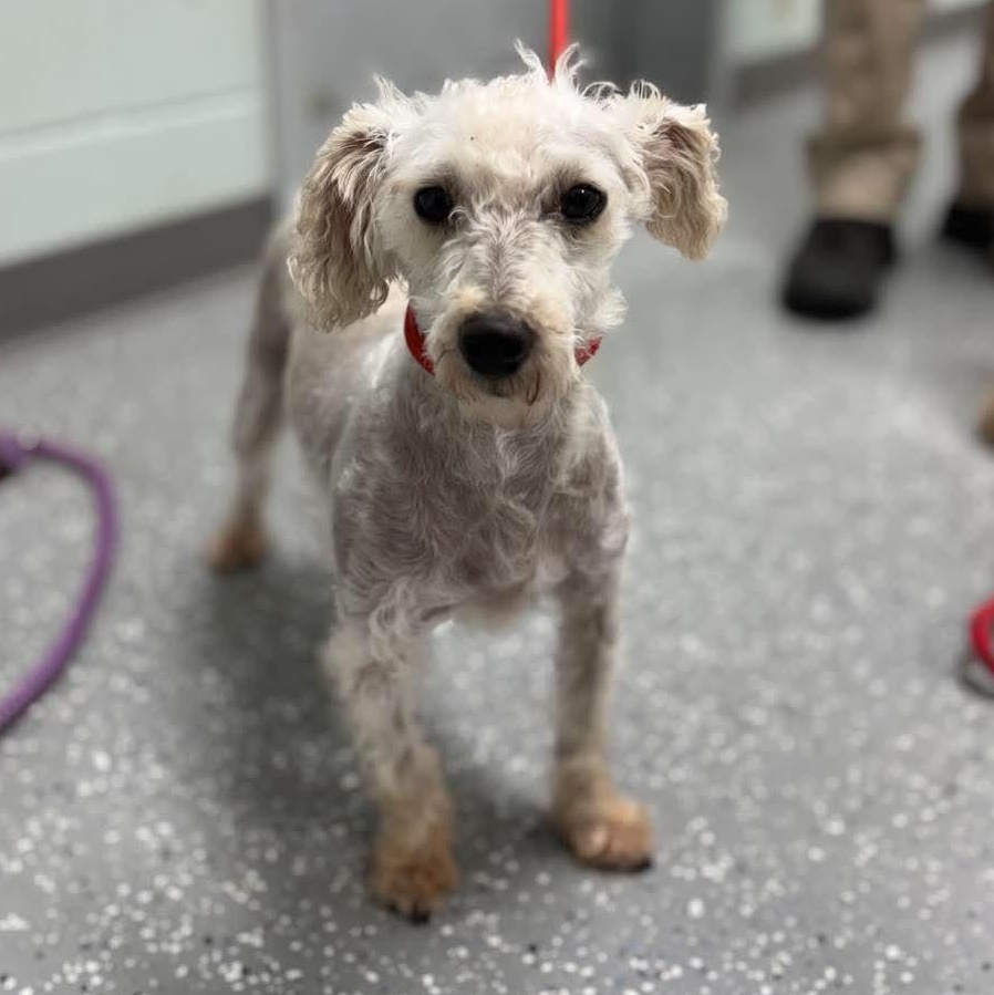 Klaus, adopted, Adult Male Miniature Schnauzer.